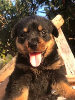 Rottweiler