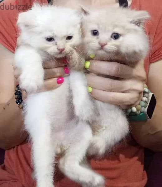 Persian kittens 9