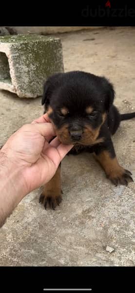 rottweiller for sale timit tor blood line 0