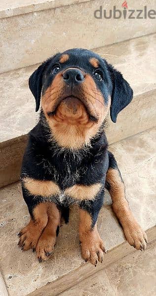 Rottweiler female / 8 weeks old / Available 0