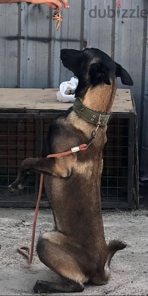 Malinois 0