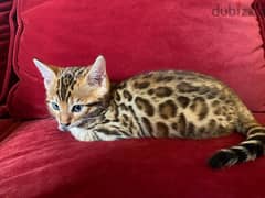 bengal kitten cat for sale قطط بنغال للبيع 0