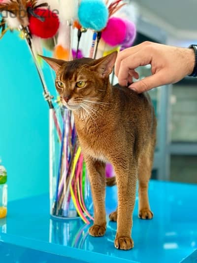 Abyssinian cat Imported high quality pure breed  قطة، هرة