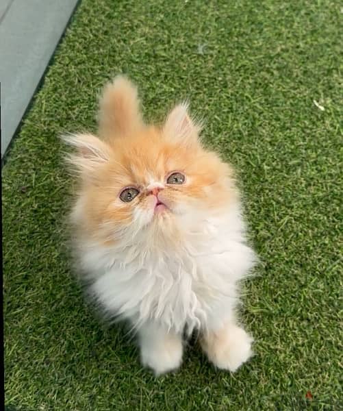 Persian Peke face kitten هرة، قطة 0