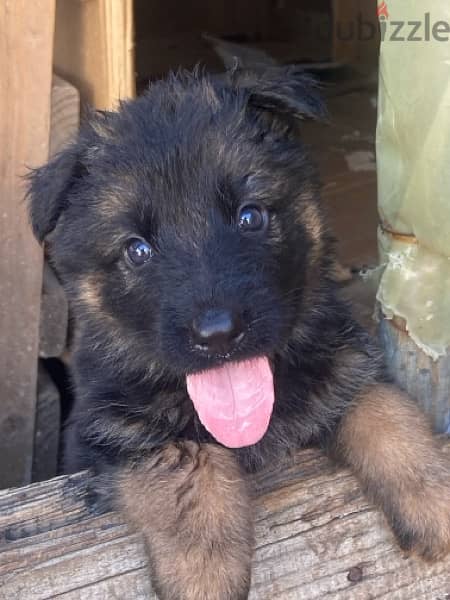 Available German Shepherds for reservation 0