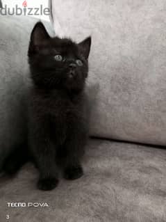 British black kitten 50 days 0