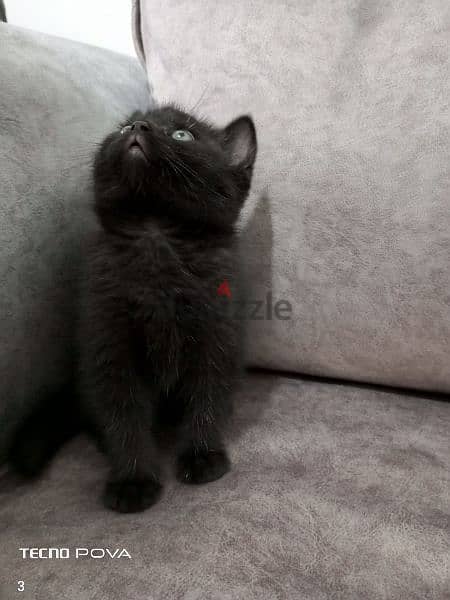 British black kitten 50 days 1