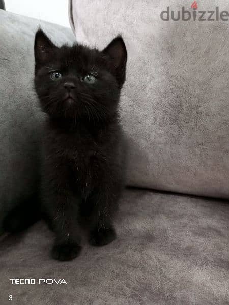 British black kitten 50 days 2