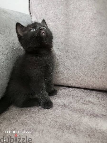 British black kitten 50 days 3