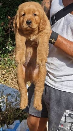 Golden puppy available