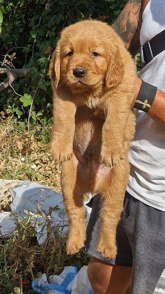 Golden puppy available 1