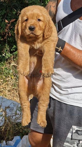 Golden puppy available 2