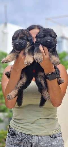 German shepherd