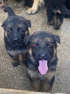 German Shepherd for reservation 0