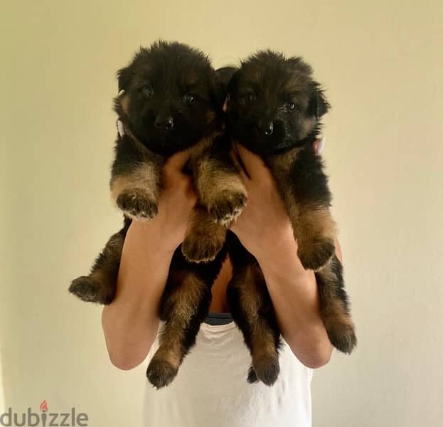 German Shepherd for reservation 3