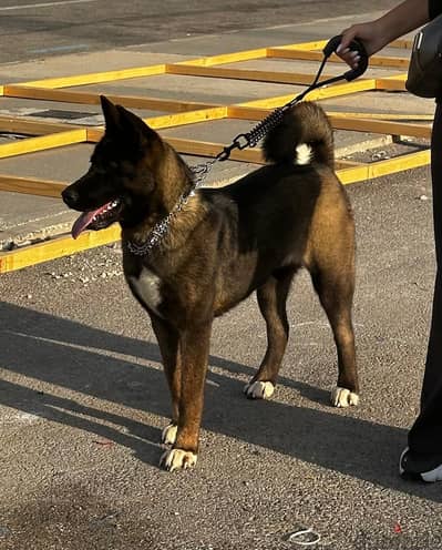 American Akita dog