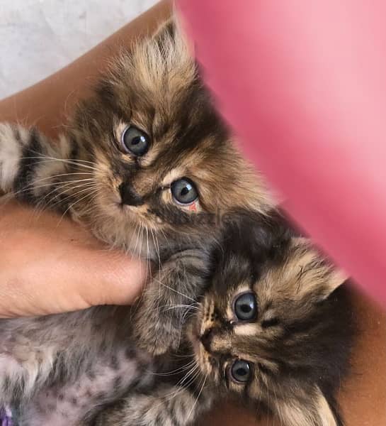 5 cute kittens for sale 1