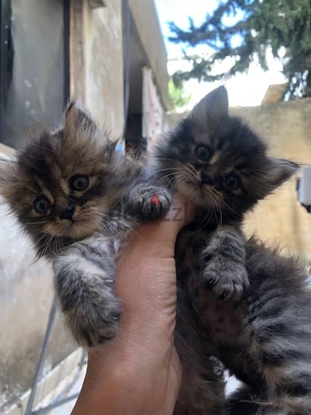5 cute kittens for sale 3