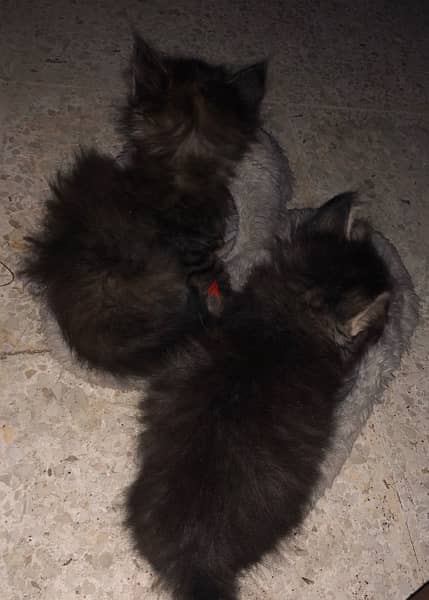 5 cute kittens for sale 4