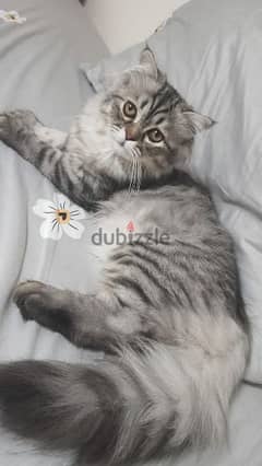 Siberian Cat boy 5 months 0