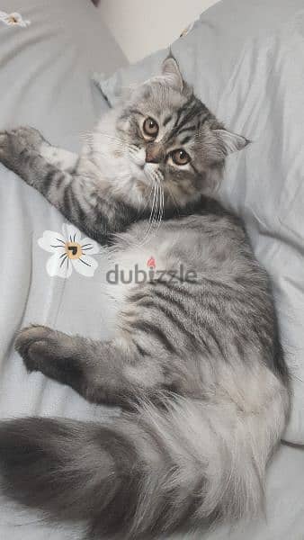 Siberian Cat boy 5 months 0