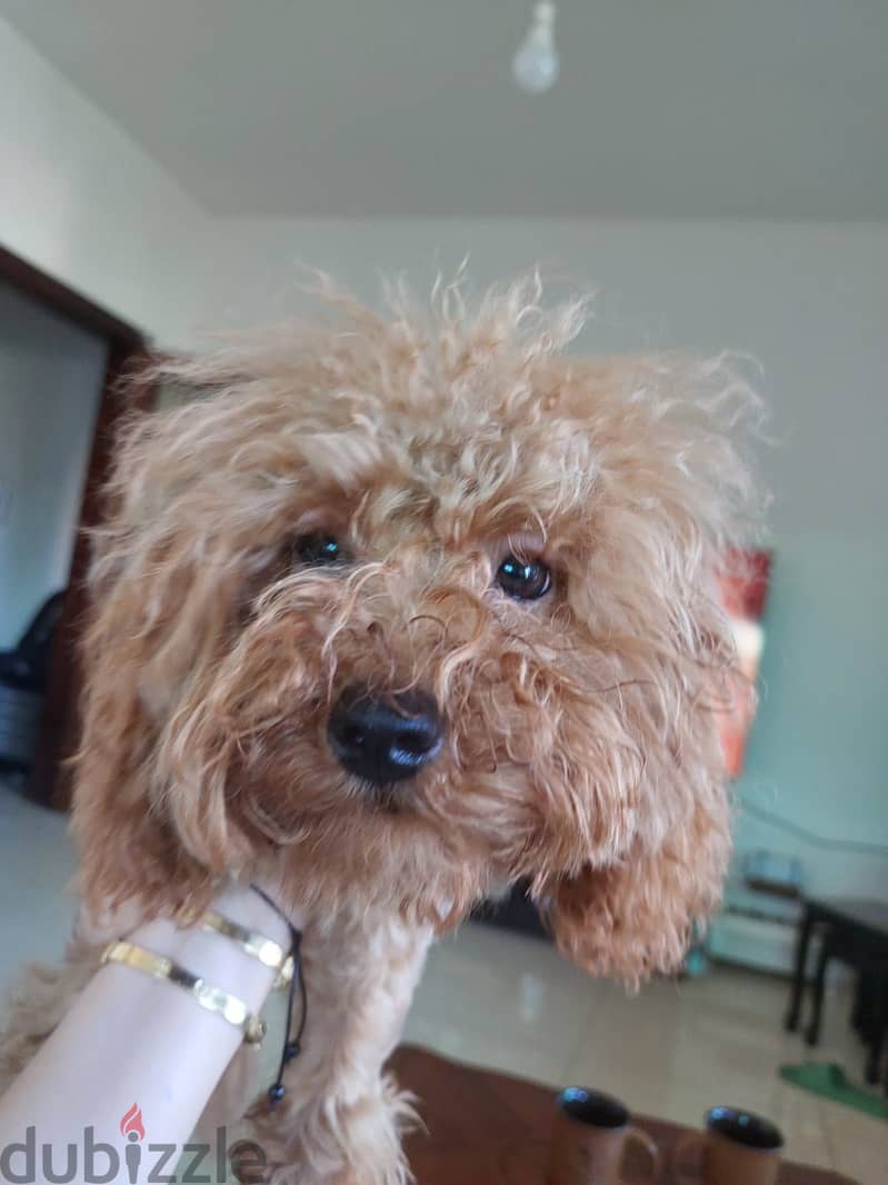 Toy Poodle Imported 0