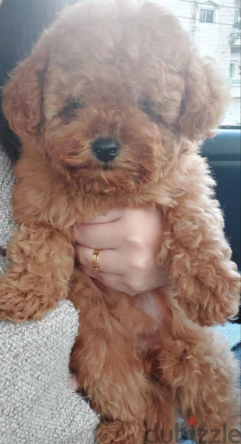 Toy Poodle Imported 4
