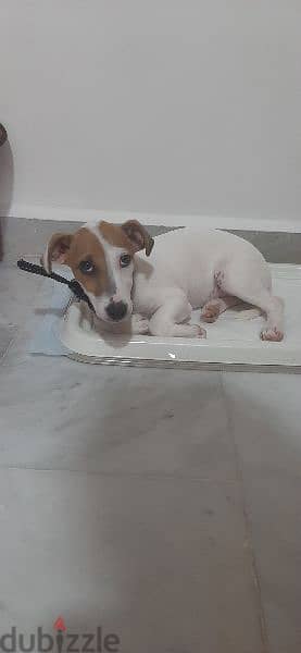 Jack Russell 1