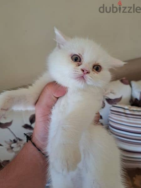 royal Persian kitten 0