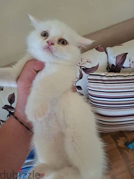 royal Persian kitten 1