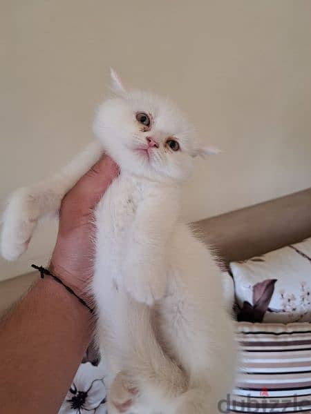 royal Persian kitten 2