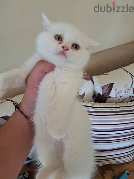 royal Persian kitten 3