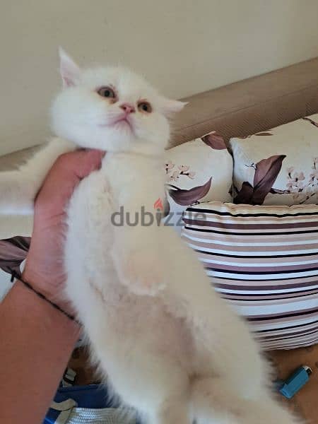 royal Persian kitten 4