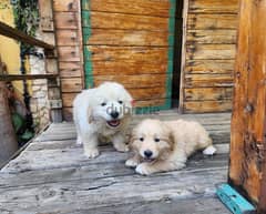 golden puppies