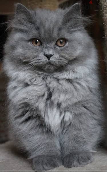 Fluffiest British Long Hair kitten cat / delivery available / قطط