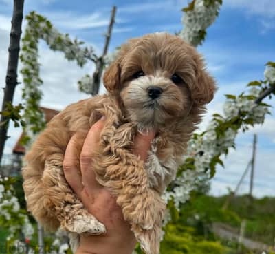 Cavachon puppy