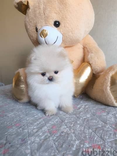 Fluffiest Teacup Pomeranian white pure STAYS SMALL Dog Delivery كلب