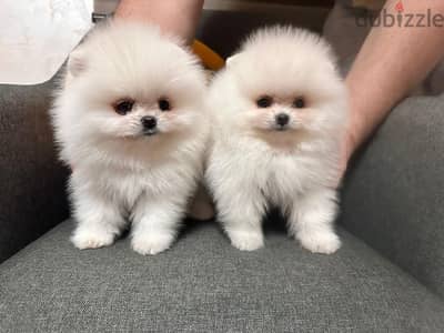 White TEACUP Pomeranian Puppy STAYS SMALL Delivery available Dog كلاب