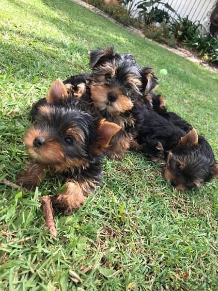 Yorkshire puppy pure breed imported Delivery/ كلب / Dog 0