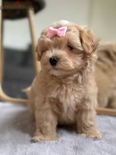 Fluffiest Maltipoo puppies available Imported Pure /Dog /Delivery /كلب