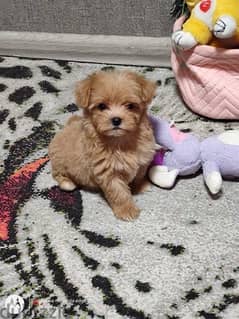 Maltipoo puppy available imported pure breed /Dog/Delivery/كلب