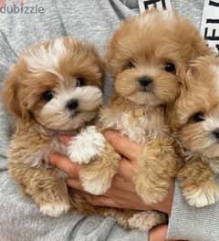 Cutest Teacup Maltipoo puppies pure breed / dog / كباب