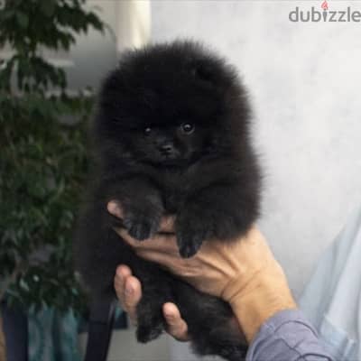 Sweet Pomeranian Black puppy pure breed Delivery Dog كلب جرو كلاب