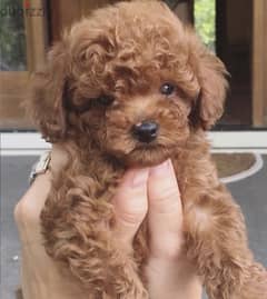 Toy Poodle puppy 0