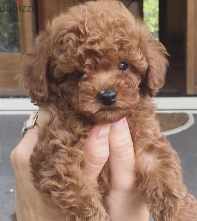 Red brown Toy Poodle puppy STAYS SMALL Delivery available Dog كلاب