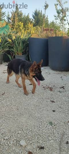 german shepherd puppy