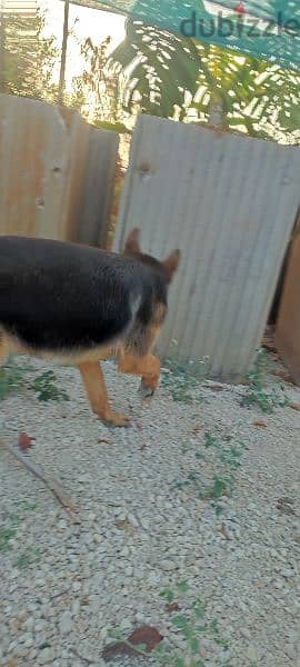 german shepherd puppy 3