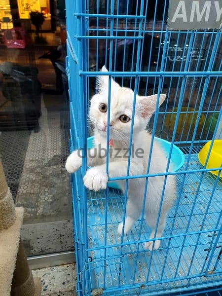 CAT - British - ( male ) - 
- an offer 2