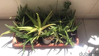 15 Aloe Vera Plants