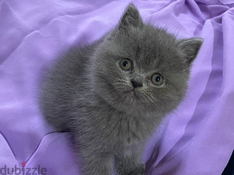 British shorthair kitten 0